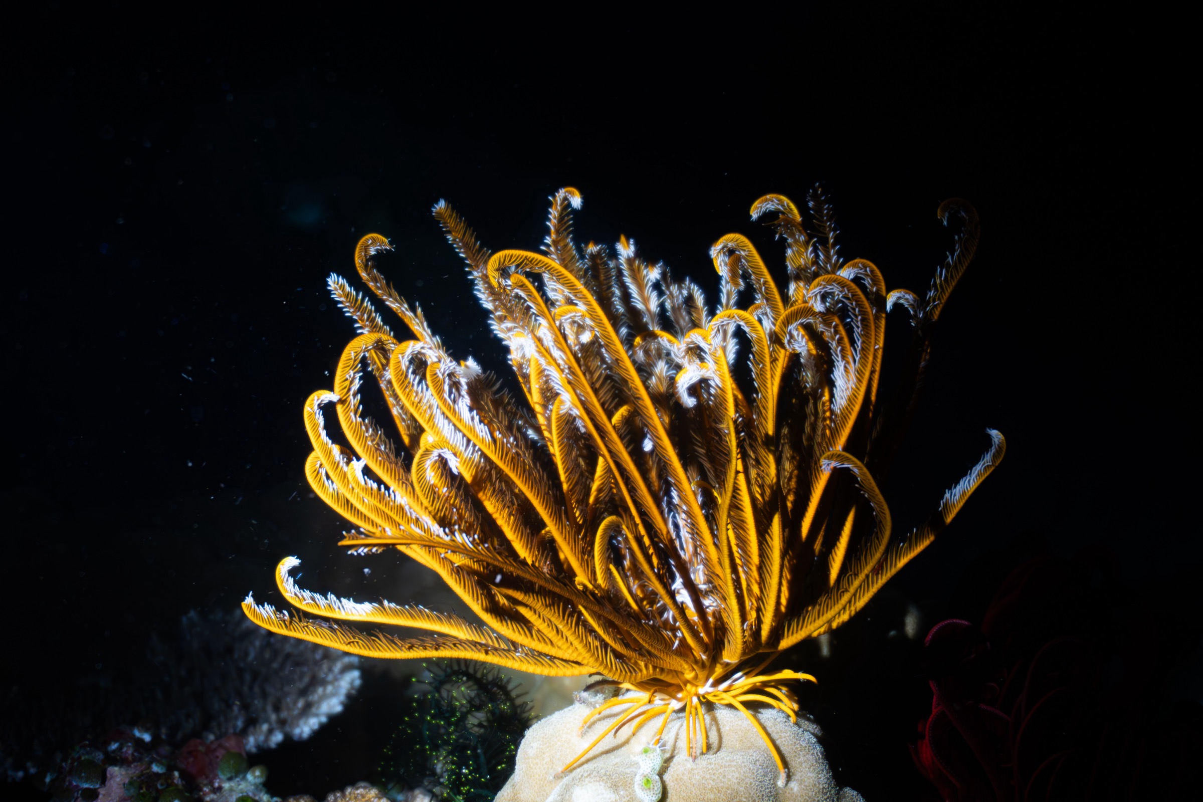 Feather Star