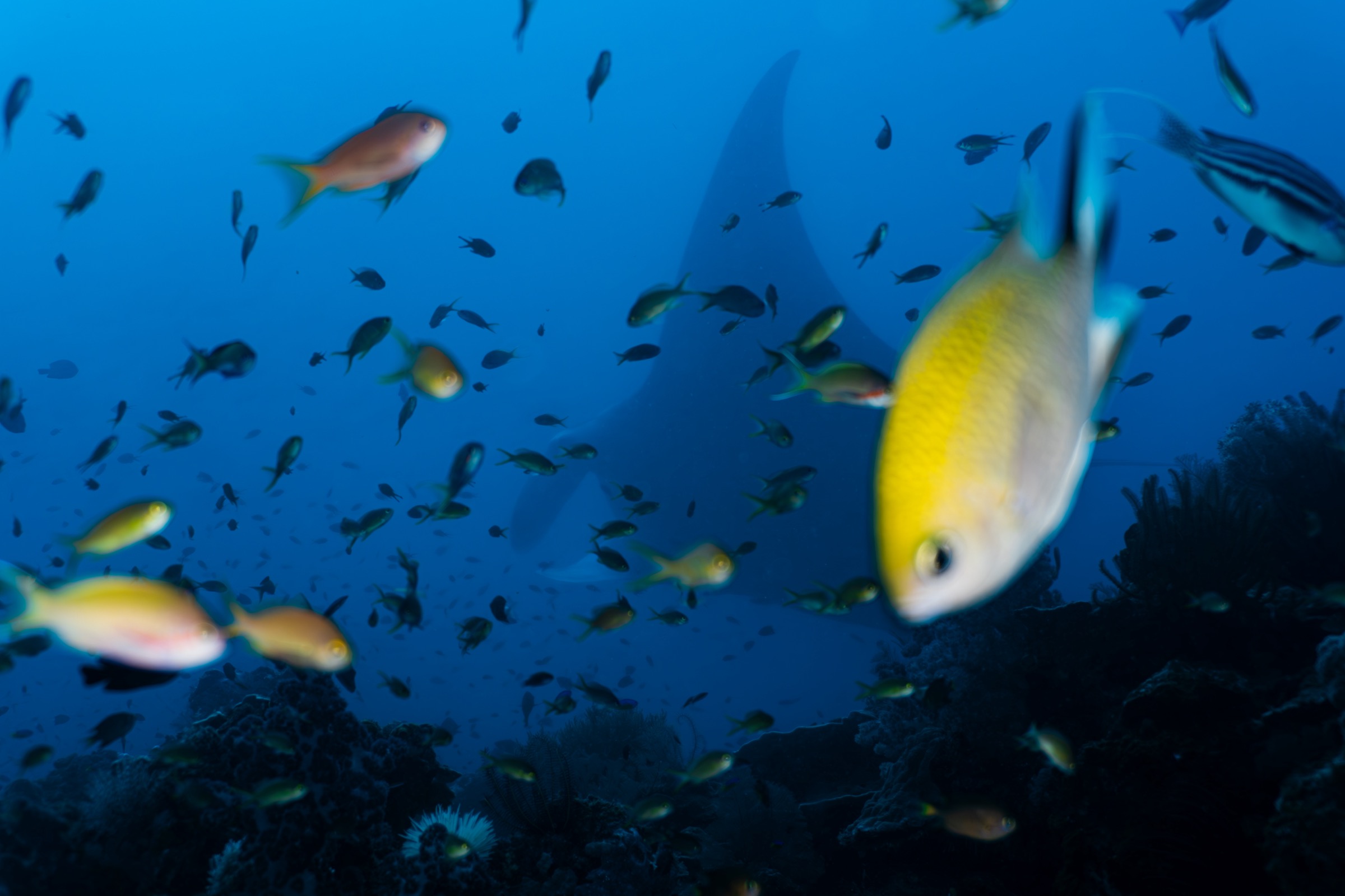 Reef Passage