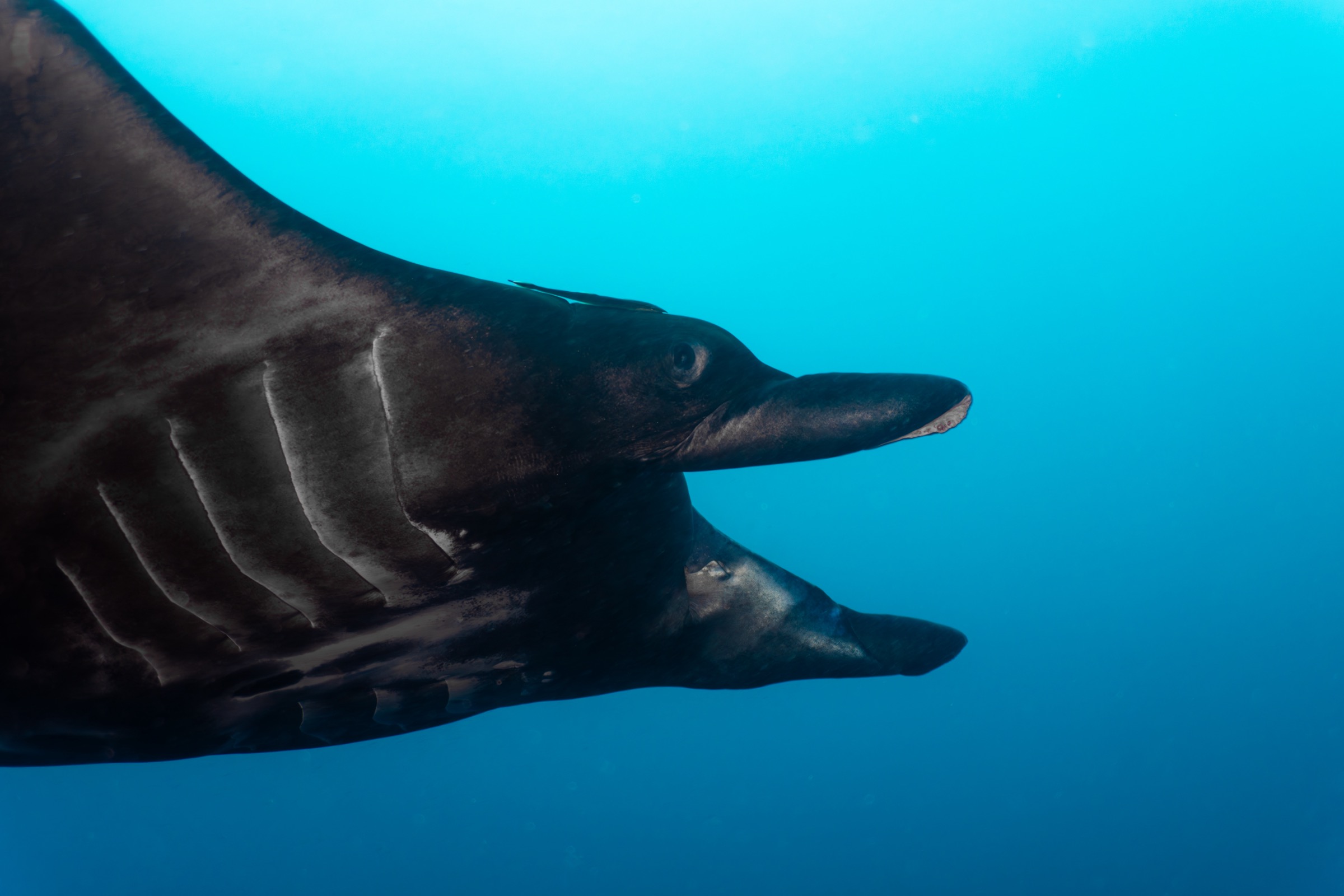 Manta