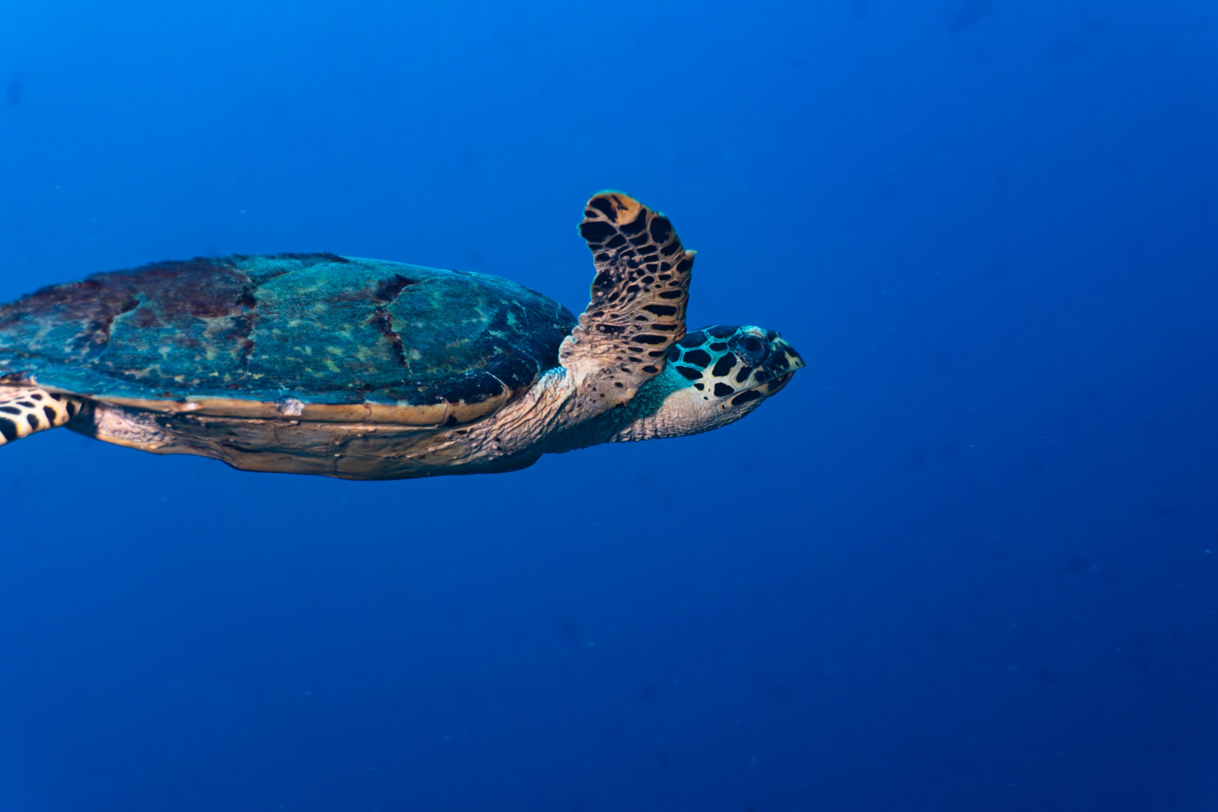 Hawksbill