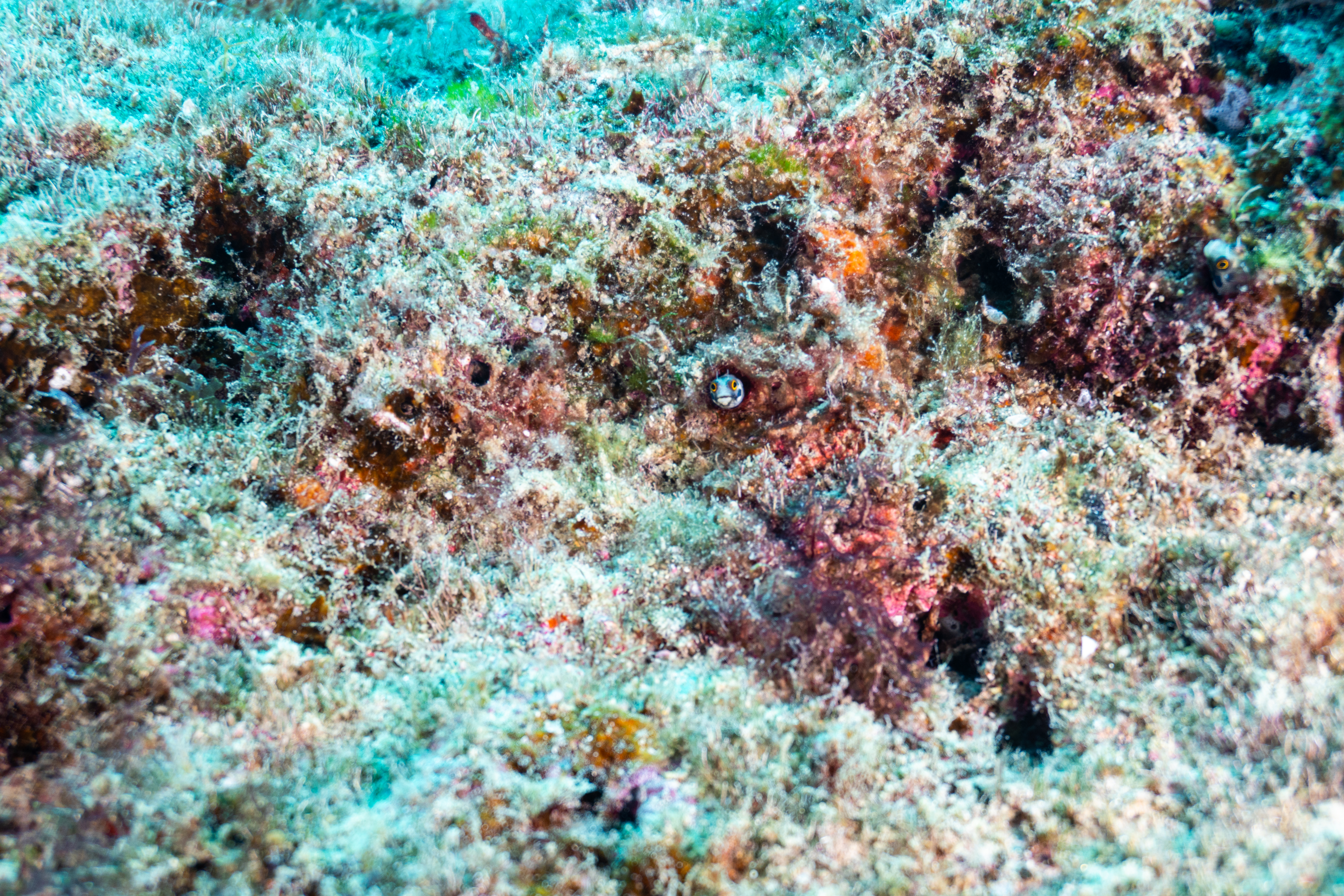 Hidden Blenny